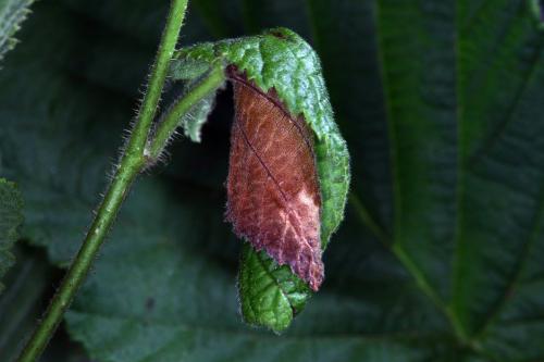 Réf. 305 679 : Apoderus coryli